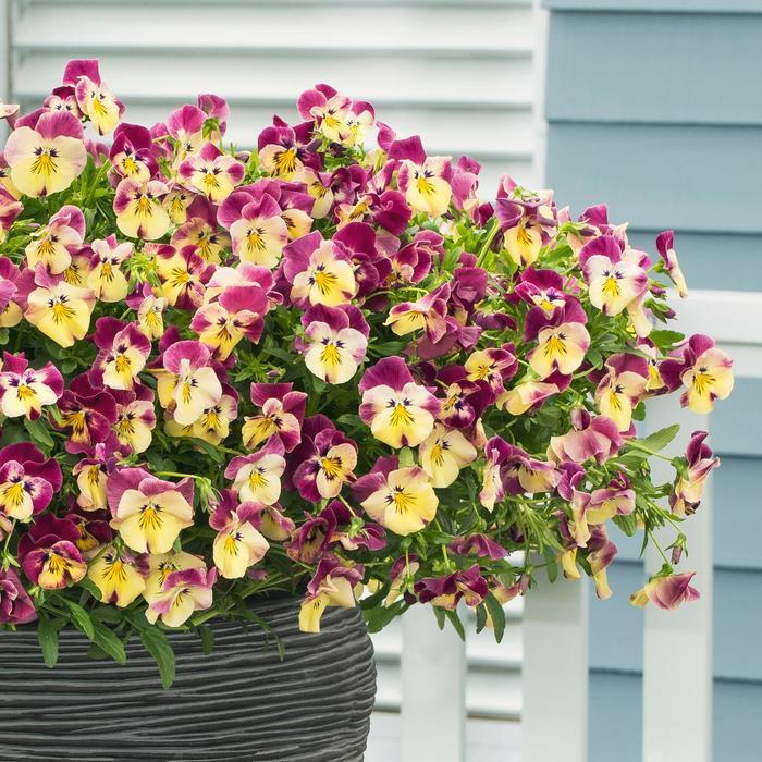 Viola x wittrockiana Cool Wave® Strawberry Swirl