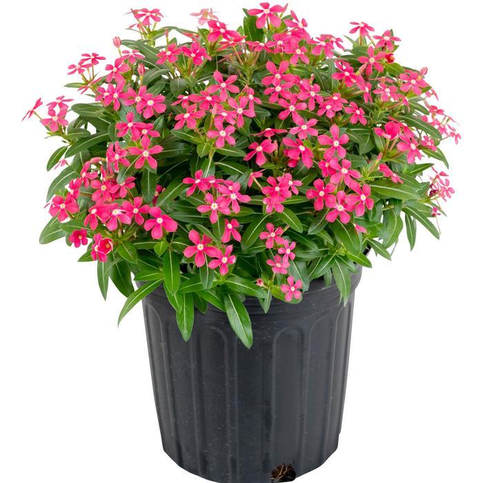 Catharanthus Soiree kawaii® Coral