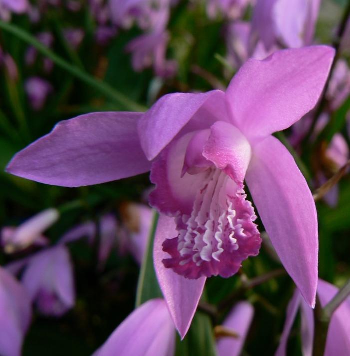 Bletilla striata 