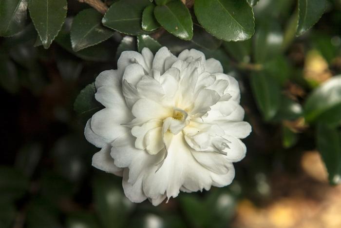 Camellia sasanqua October Magic® Ivory