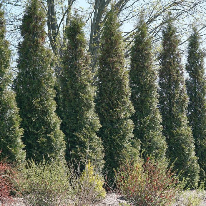 Thuja occidentalis Full Speed a Hedge&reg;