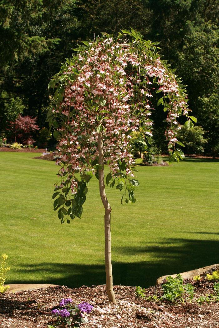 Styrax japonicus Marley's Pink Parasol&reg; 