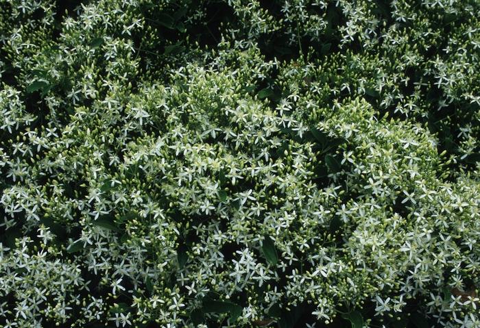 Clematis terniflora 