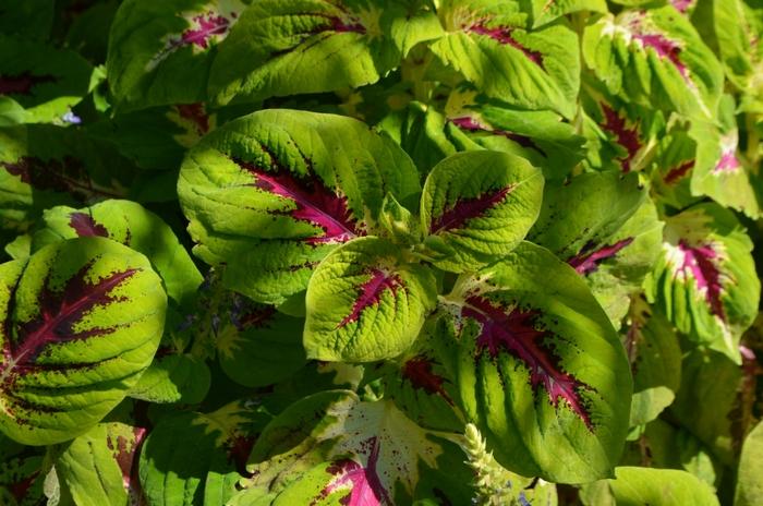 Coleus scutellarioides Kong Jr.™ Rose