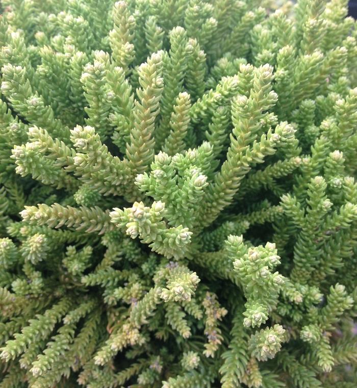 Cryptomeria japonica Dragon Prince™ 