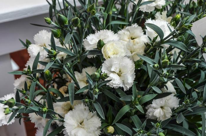 Dianthus caryophyllus SuperTrouper™ White