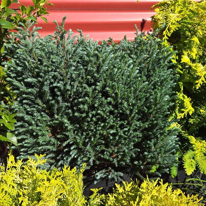 Chamaecyparis pisifera Blue Moon