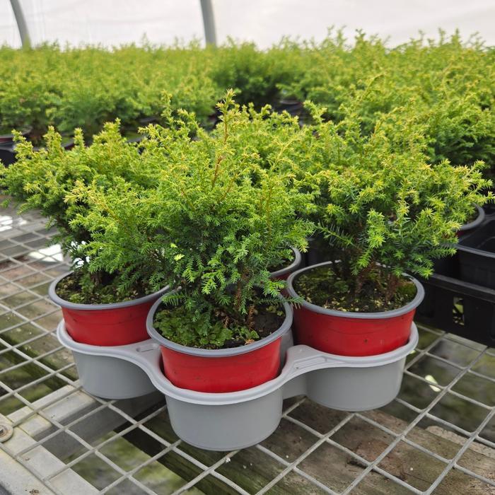 Chamaecyparis pisifera Cream Ball