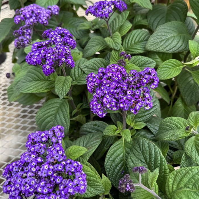 Heliotropium arborescens Fragrant Delight