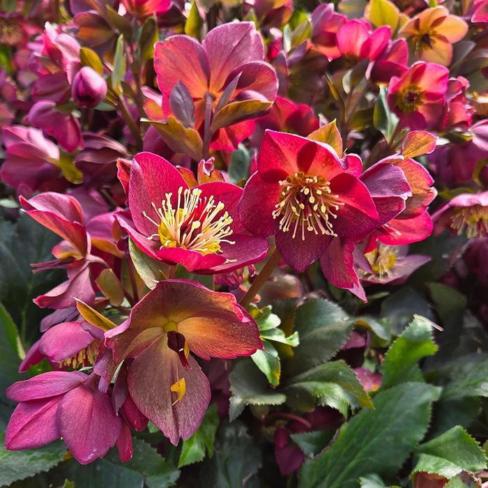 Helleborus HGC&reg; Ice 'n Roses&reg; Red