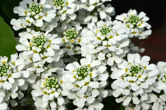 Iberis sempervirens Snowsurfer™ Forte 