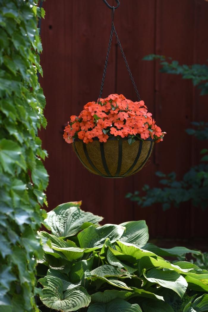 Impatiens walleriana Beacon™ Coral Improved