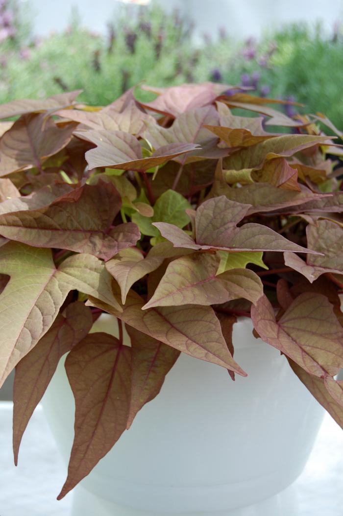 Ipomoea batatas Bright Ideas Rusty Red