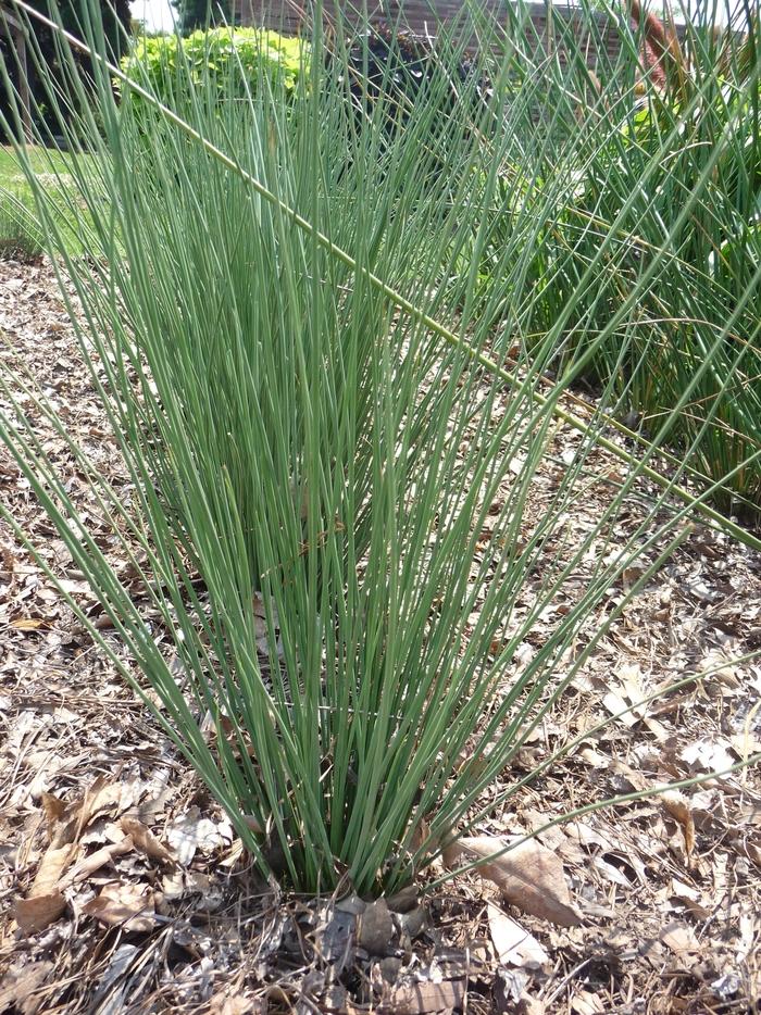 Juncus inflexus ColorGrass® Blue Arrows