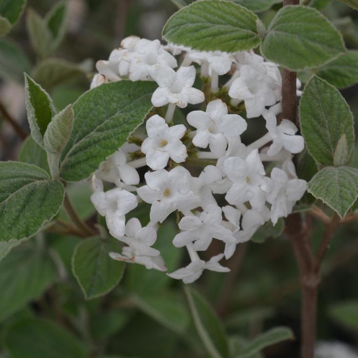 Viburnum x carlcephalum 