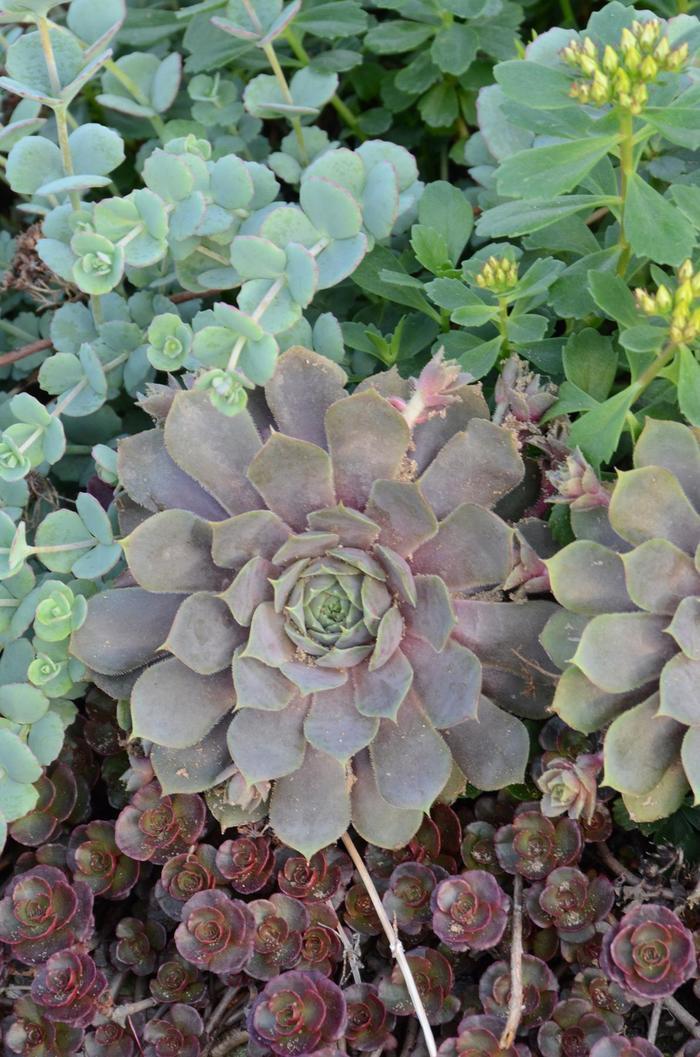 Sempervivum Pacific Blue Ice