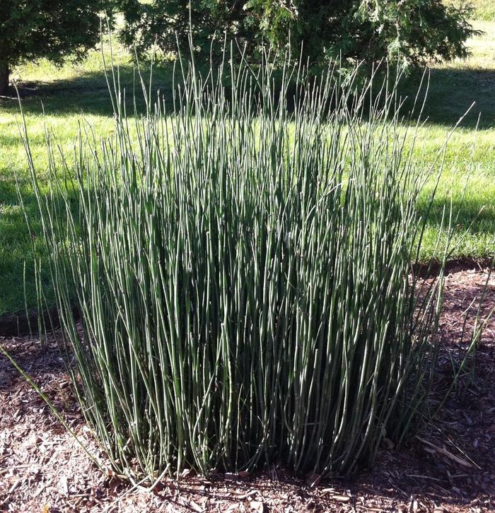 Equisetum hyemale 