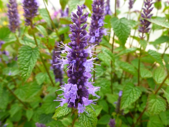 Agastache rugosa Little Adder