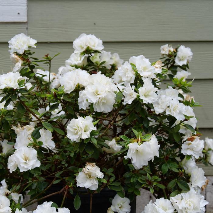 Rhododendron Perfecto Mundo® Double White