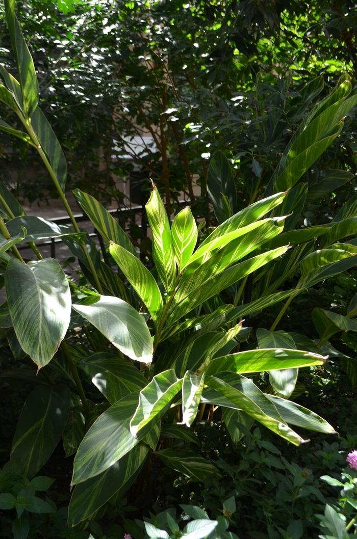 Alpinia zerumbet Variegata
