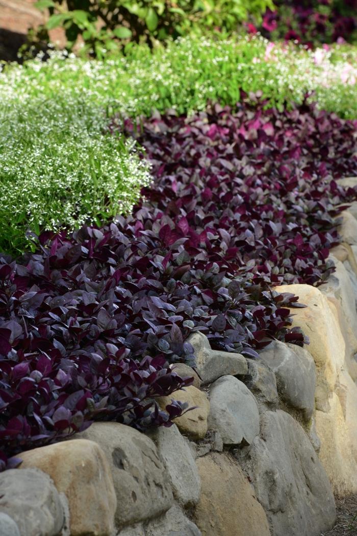 Alternanthera brasiliana Purple Prince