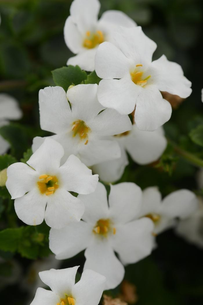Sutera cordata MegaCopa™ White
