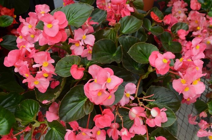 Begonia x benariensis Big™ Rose Bronze Leaf
