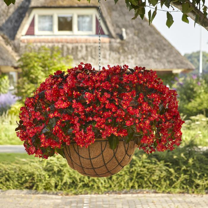 Begonia Hula™ Red
