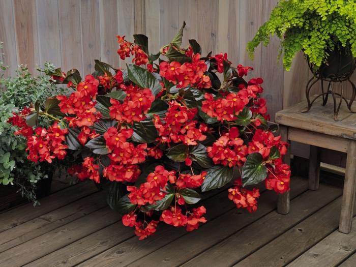 Begonia x benariensis Whopper® Red with Bronze Leaf