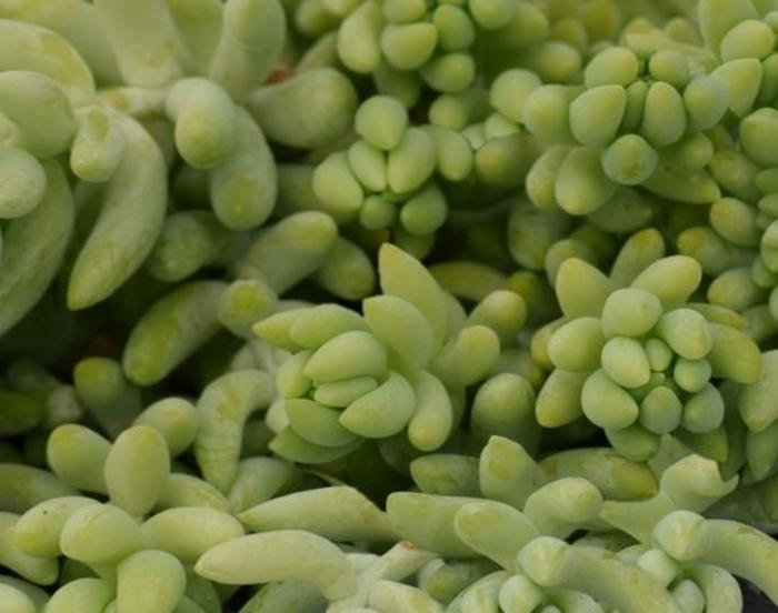 Sedum morganianum (burrito) 