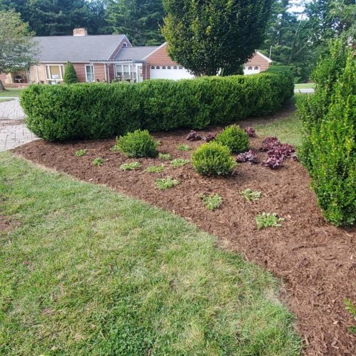 Buxus microphylla Little Mister™