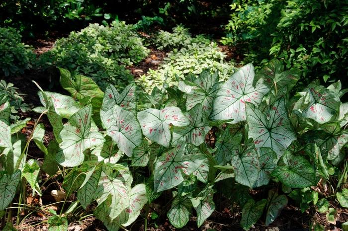 Caladium Strawberry Star