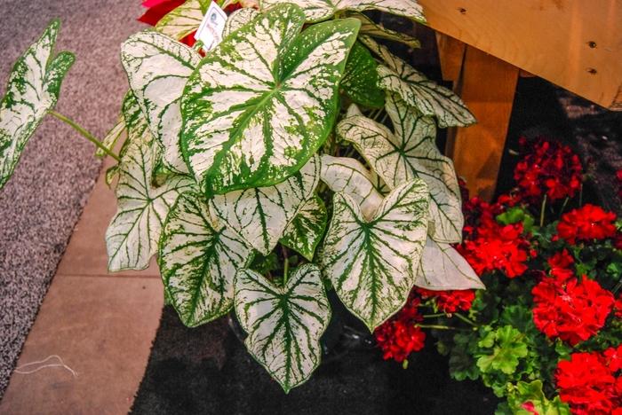Caladium x hortulanum White Christmas