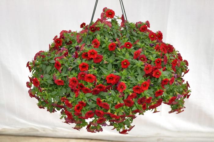 Calibrachoa MiniFamous® Neo Vampire