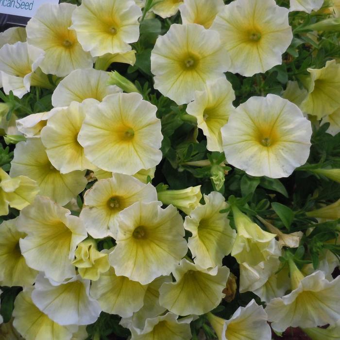 Petchoa Caliburst&trade; Yellow