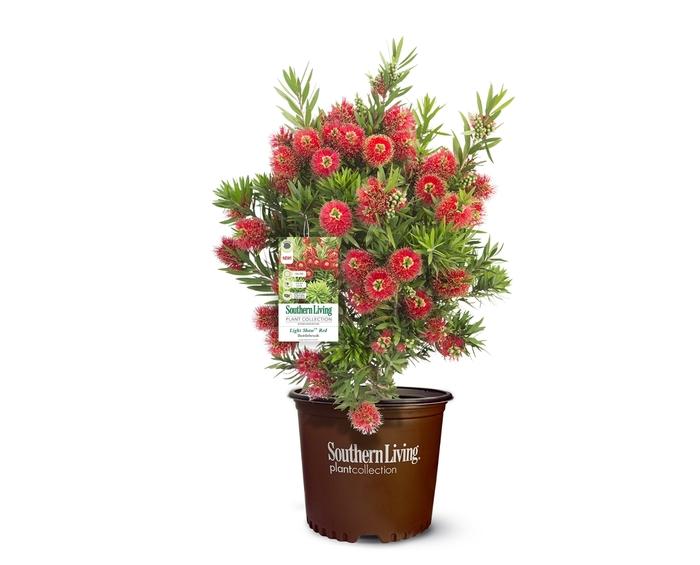 Callistemon viminalis Light Show®