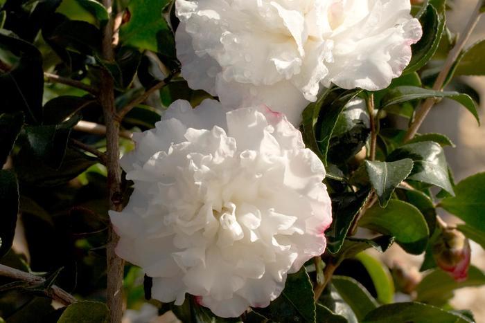 Camellia sasanqua October Magic® Snow