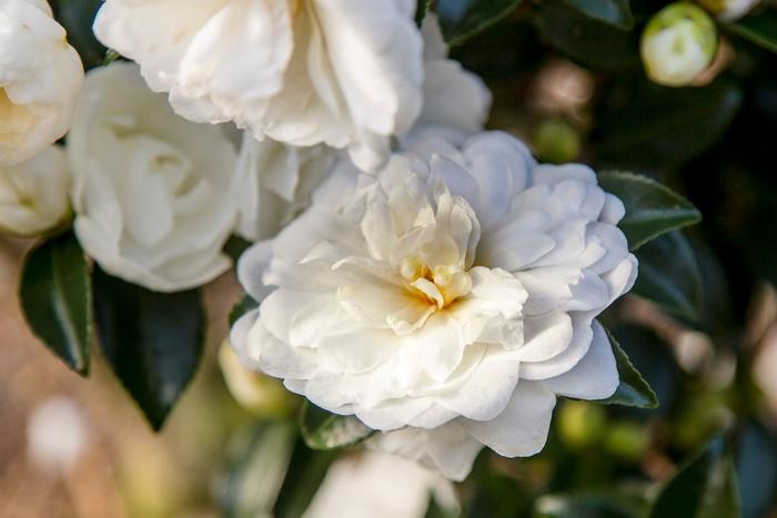 Camellia sasanqua October Magic® Bride