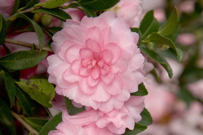 Camellia sasanqua October Magic® Pink Perplexion