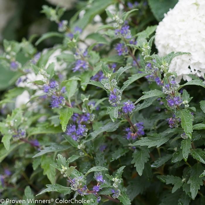 Caryopteris x clandonensis Beyond Midnight®