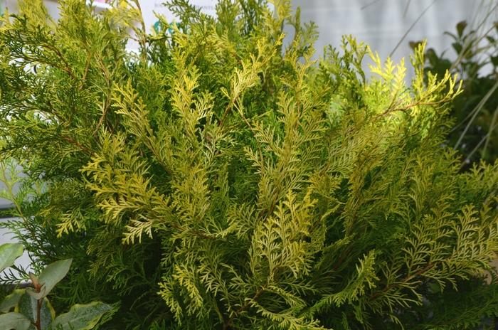Chamaecyparis obtusa Night Light™