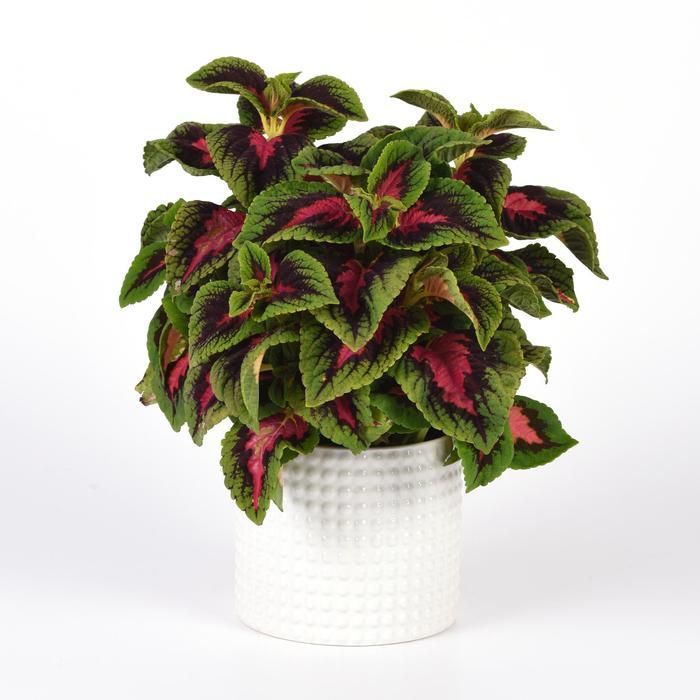 Coleus scutellarioides Volcanica™ French Quarter Improved