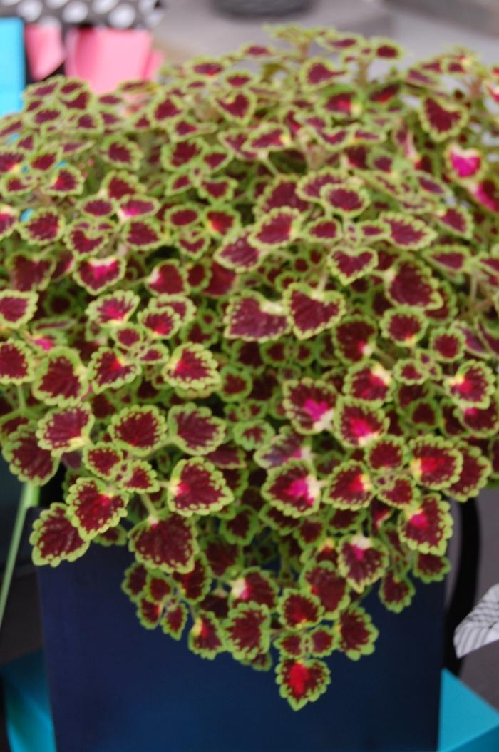 Coleus Burgundy Wedding Train