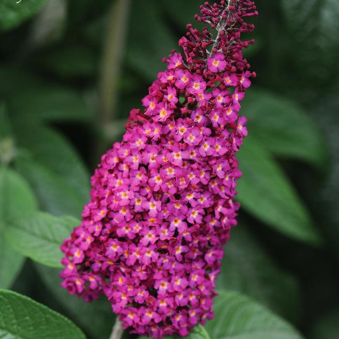 Buddleia CranRazz™