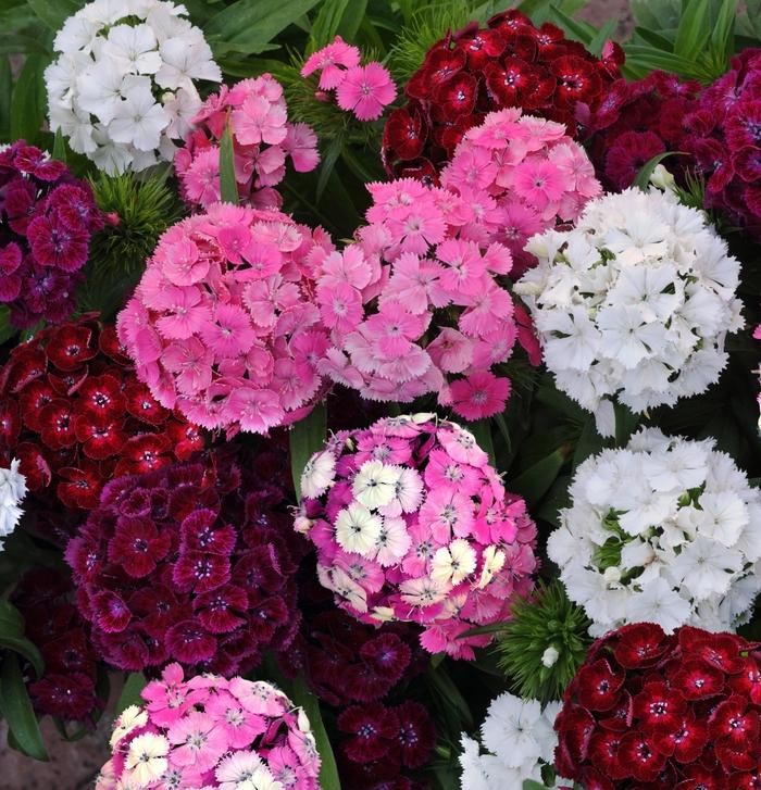 Dianthus barbatus Dash™ Mix