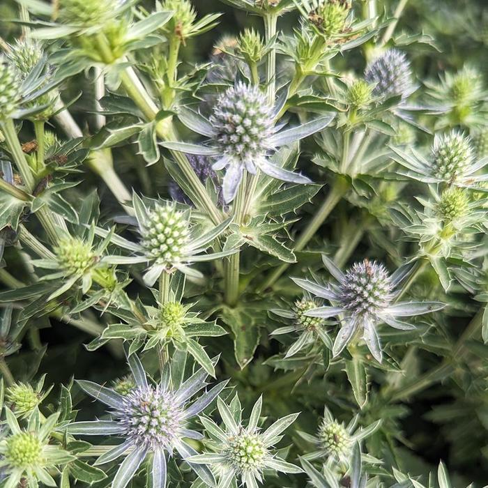 Eryngium planum Blue Hobbit
