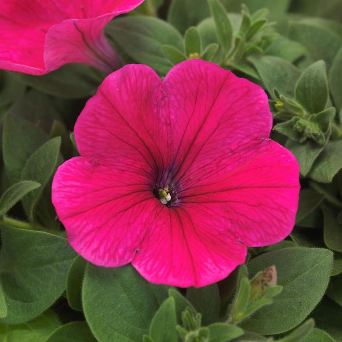 Petunia Easy Wave&reg; Rose