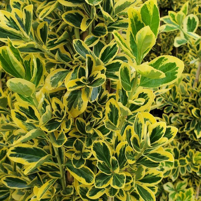 Euonymus japonicus Chollipo