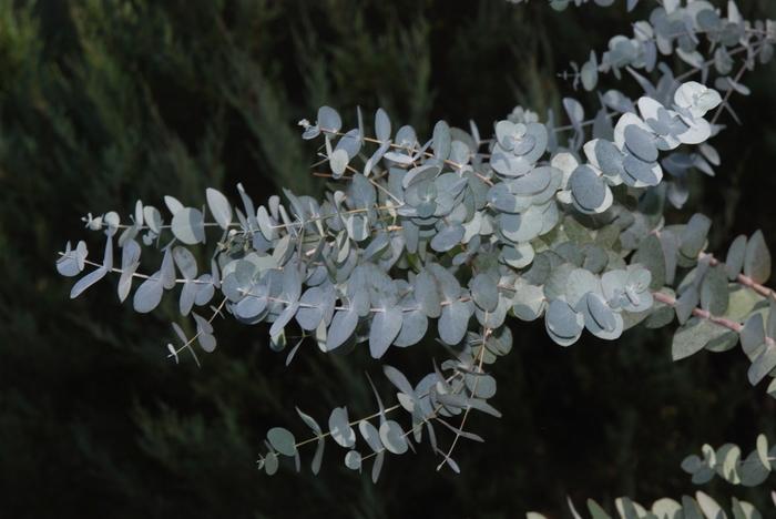 Eucalyptus cinerea 