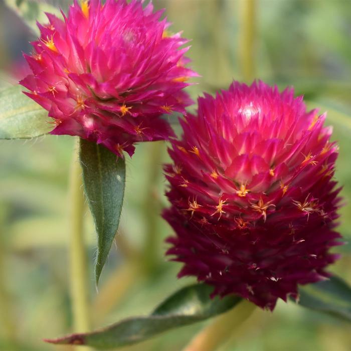 Gomphrena haageana Pinata